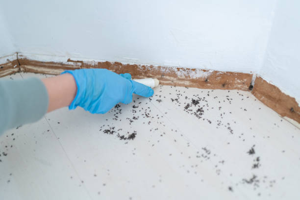 Best Bed Bug Extermination  in Sheffield, IA